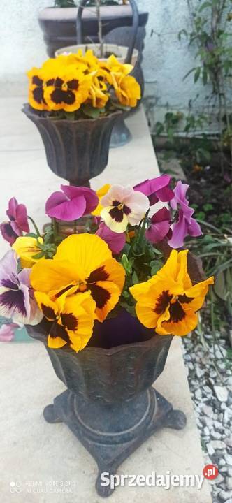 Patera z bratkami BG KjbenhavnDanmark 191547 r Gdańsk