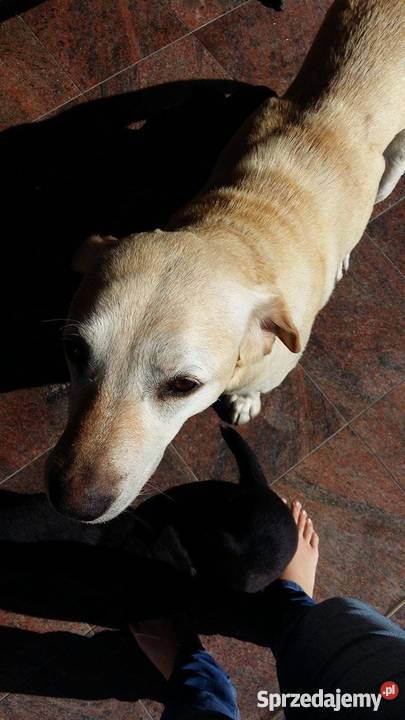 Oddam w ręce lablaorki Błaszki sprzedam