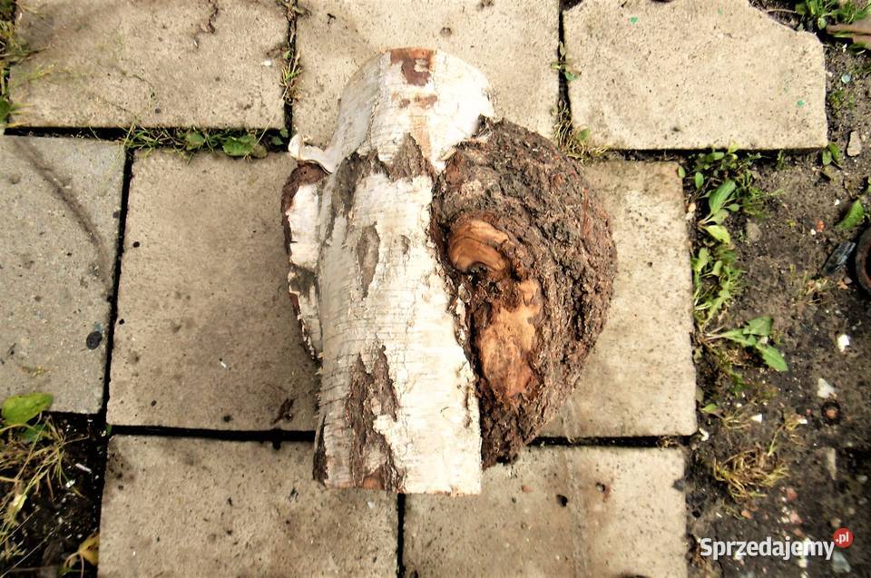 czeczota brzozowa narośl obrzęk opolskie Namysłów