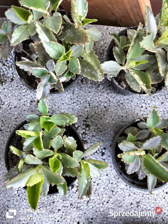 Żyworódka zdrowa roślina Modlnica