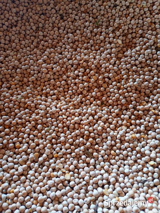 Groch dolnośląskie Strzegom