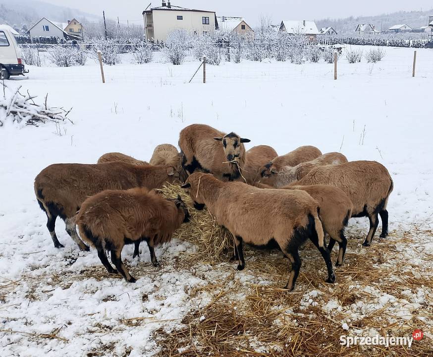 Sprzedam barany Kameruńskie
