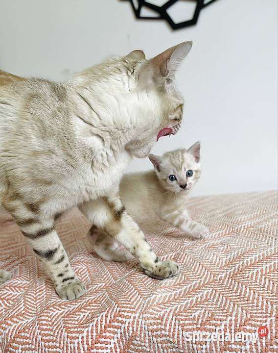 Vanillia snow marble mink bengal girl Lubliniec