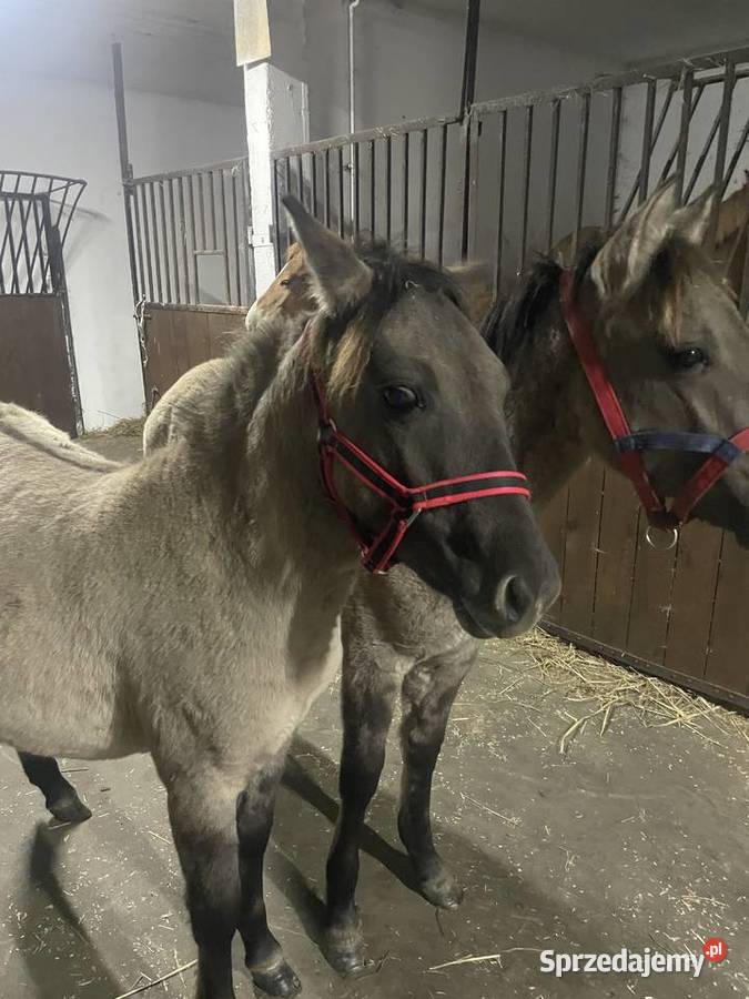 Sprzedam KONIKI POLSKIE Łochyńsko