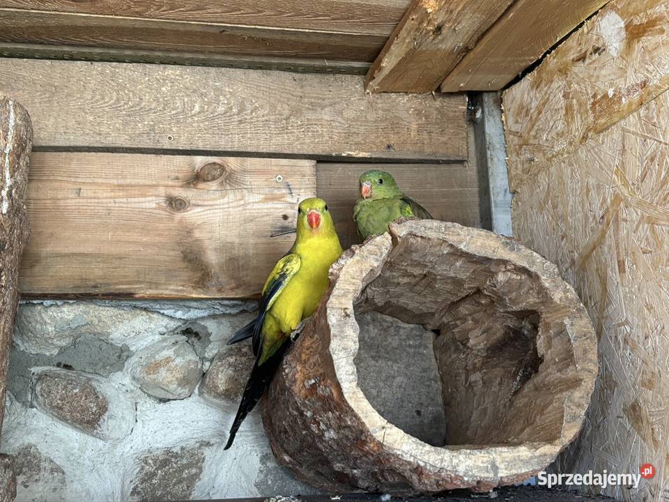 Para papug Bergów mazowieckie Nadma