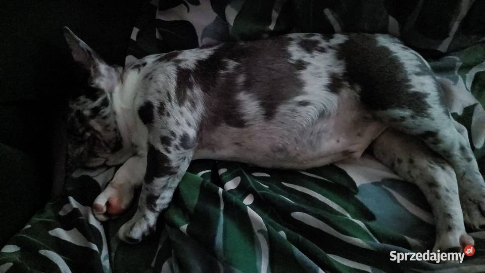 Buldog francuski piesek 4msce samodzielny Olsztyn