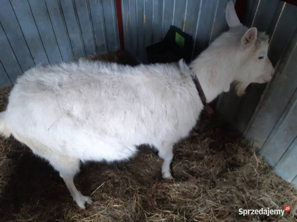 Sprzedam kozy mleczne Lublin