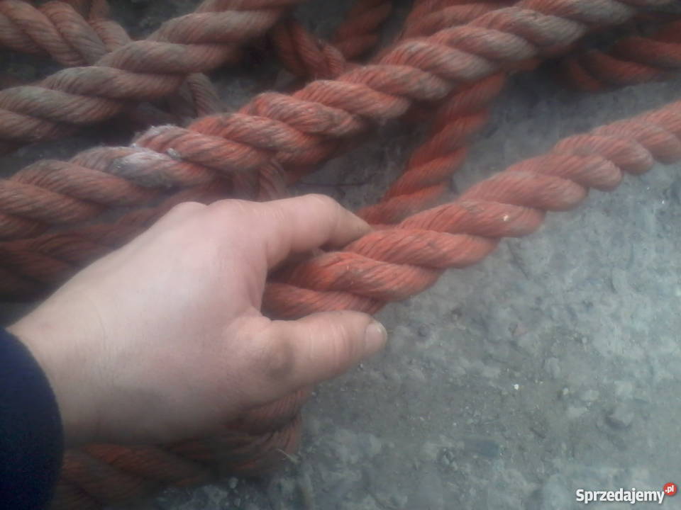 Lina cumownicza Kraków