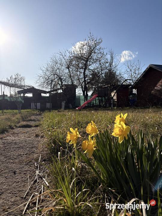 Działka Rod Dzierżona Nysa nie zalana Sprzedaż