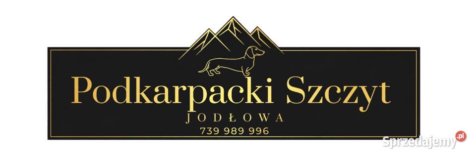 Szczeniaki jamnika standard dwóch panów szuka podkarpackie Jodłowa