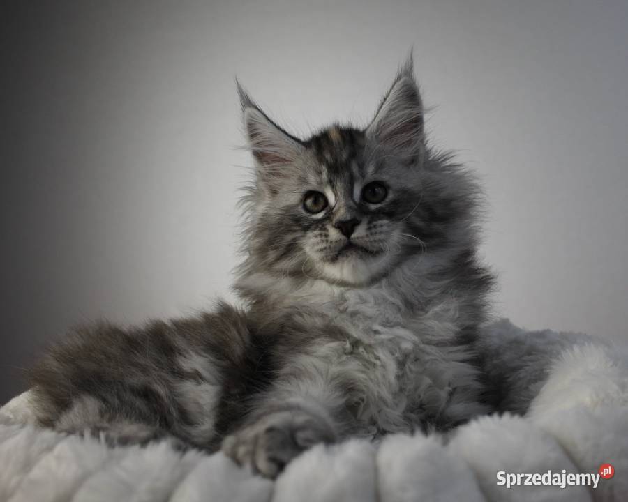 Śliczna puszysta koteczka maine coon Maine Coon Brzezia Łąka
