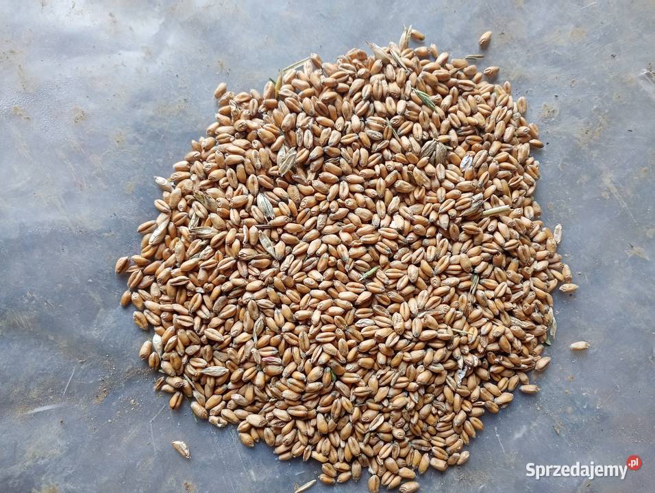 Pszenica ozima su banatus Zboża Jasło sprzedam