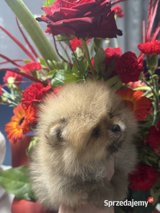Szpic miniaturowy Pomeranian Gorzów Wielkopolski