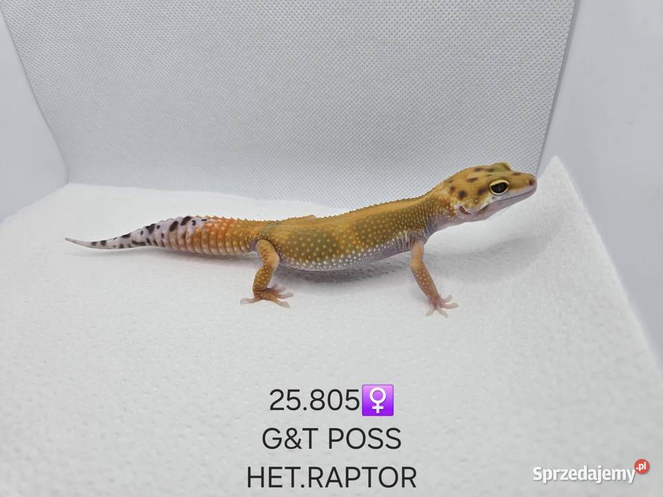 Gekony lamparcie Zawiercie