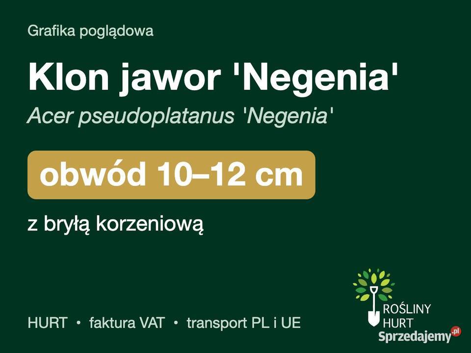 Klon jawor Negenia obwód 1012 z bryłą HURT Liściaste