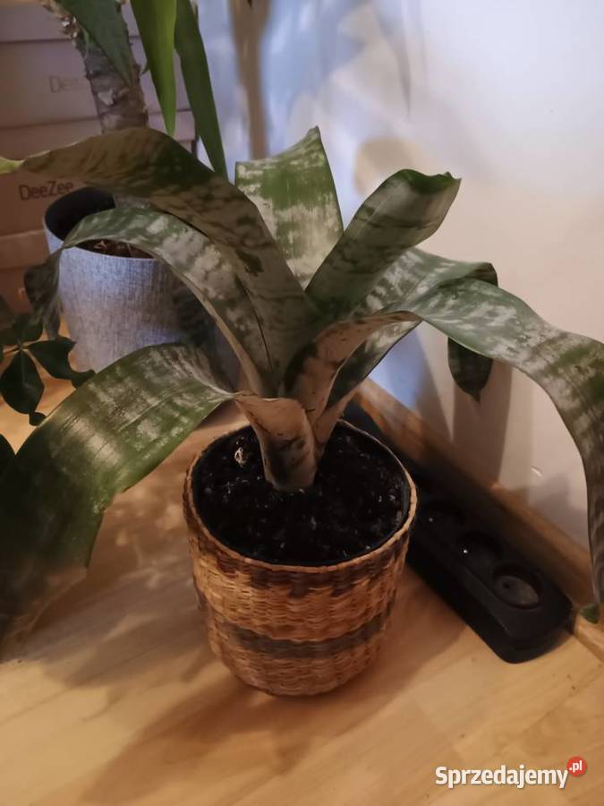 Kwiaty doniczkowe wszystko lubelskie