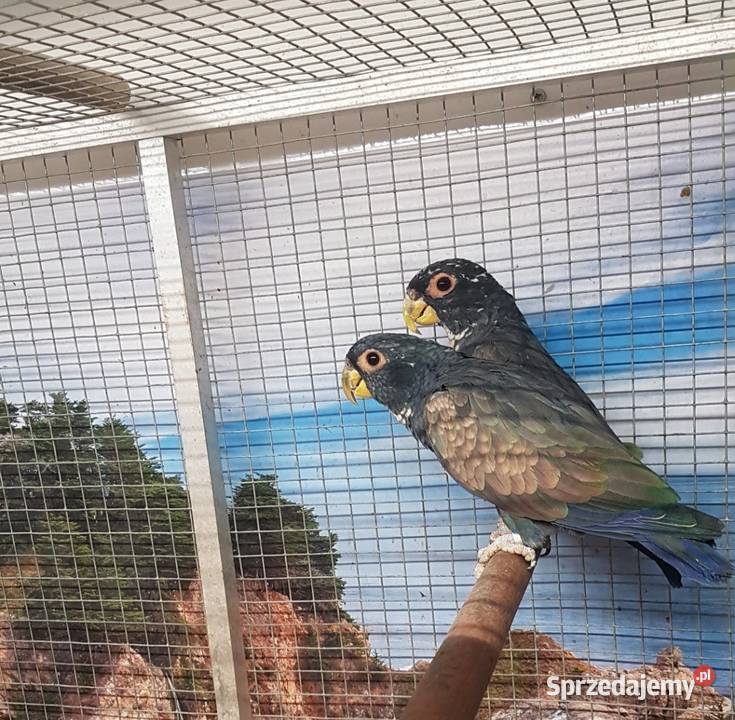 Piona bronzowoskrzydła para Bystra