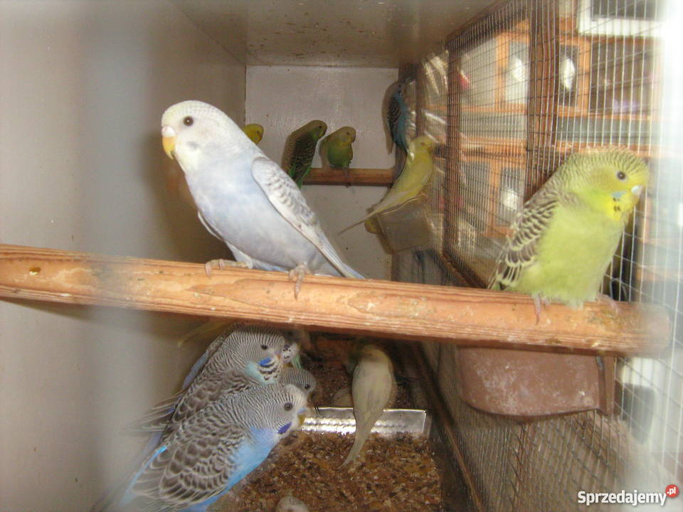 Sprzedam papugi faliste lubelskie Zamość