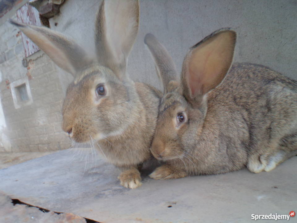 Sprzedam młode króliki belgijskie Pozostałe kujawsko-pomorskie Ciechocin