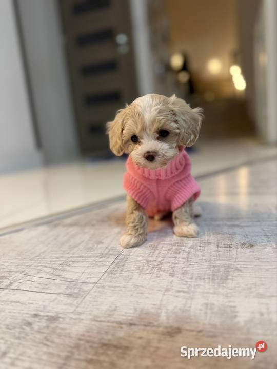 Maltipoo maleńka dziewczynka gotowa do odbioru