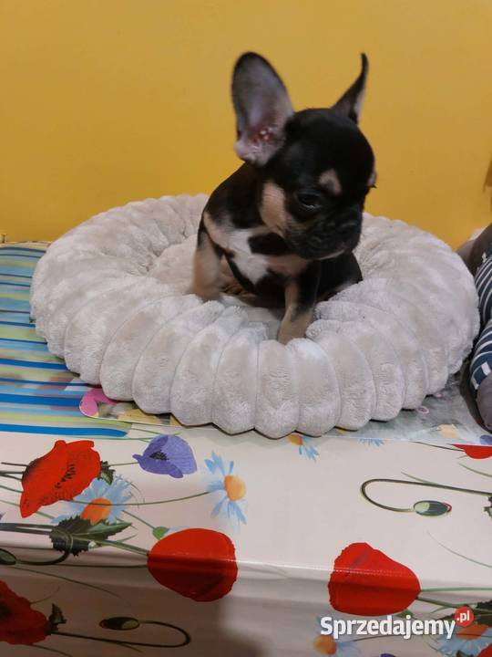 SuczkiPiesek buldog francuski Warszawy Płońsk