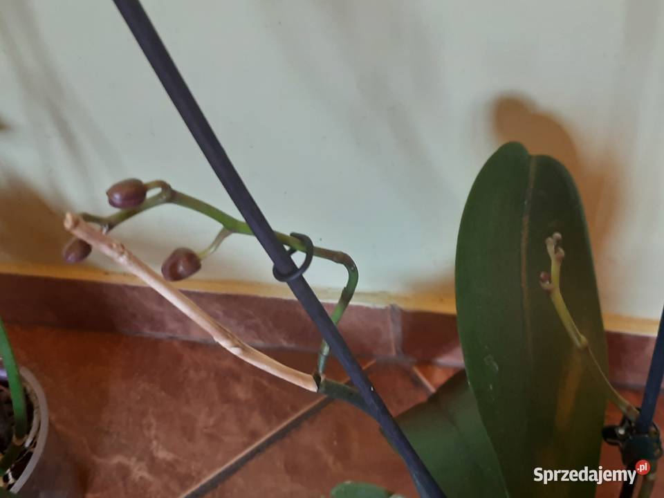 Storczyk z dwoma pędami do kwitnienia doniczkę Morąg