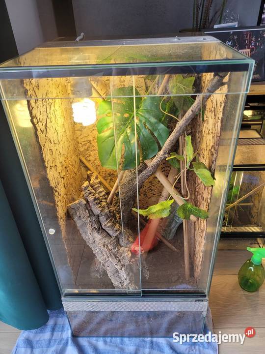 3x terrarium felsuma madagaskarska Gady i płazy Bełchatów