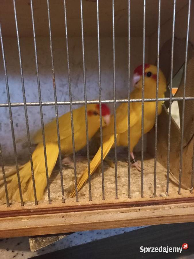 Papugi modrolotki Ptaki Stanisław Górny sprzedam