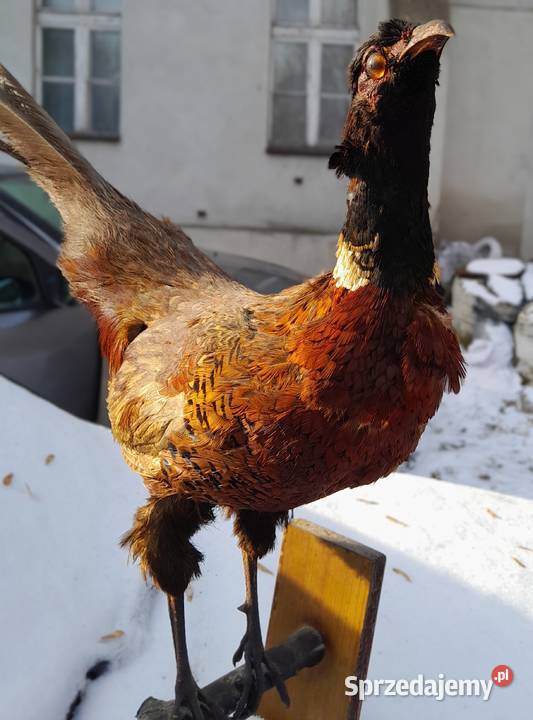 bazant lowny vintage prl wypchany Antyki, Sztuka, Kolekcje śląskie Sosnowiec