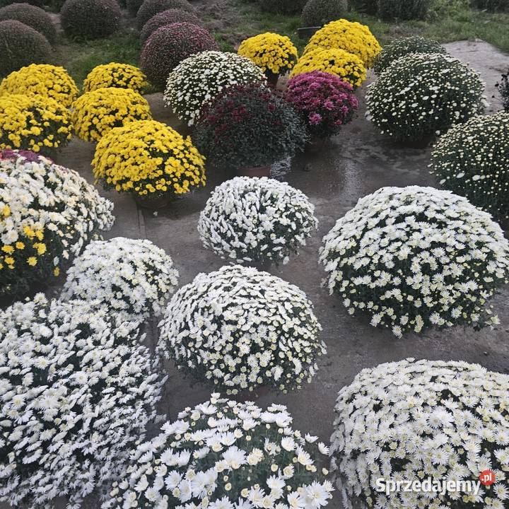 Chryzantemy drobnokwiatowe Udanin