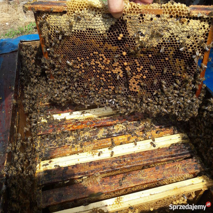 Ule wielkopolskie z PSZCZOŁAMI Bydgoszcz