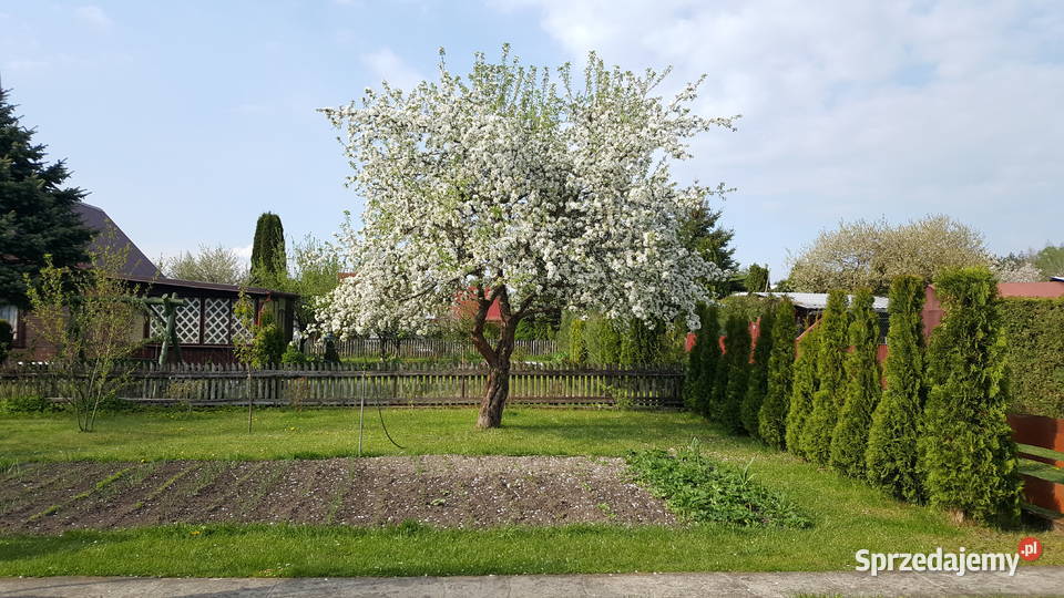 Działka rekreacyjna ROD UROCZYSKO