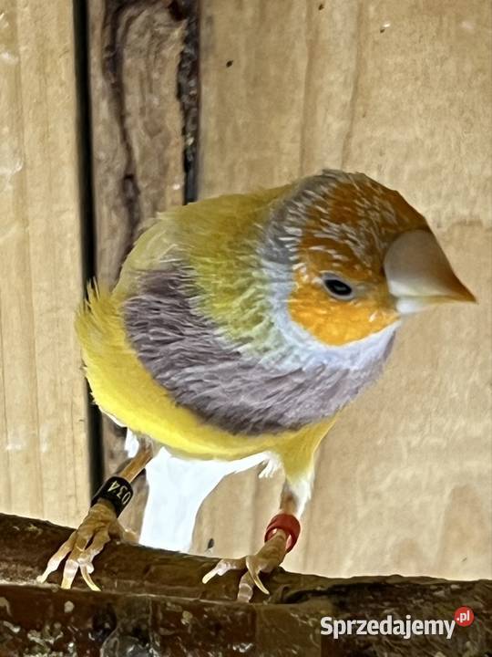 Amadyna wspaniała samiec 2025r