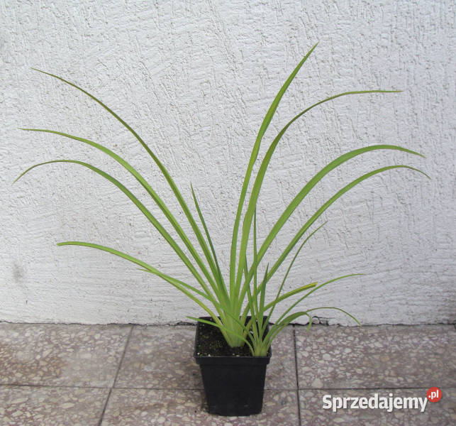 LILIOWIEC CRIMSON PIRATE sadzonki w doniczkach Ustronie
