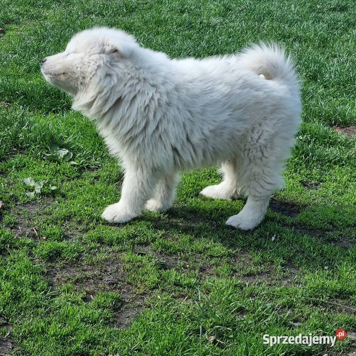 Samoyed chlopiec Mogilno sprzedam