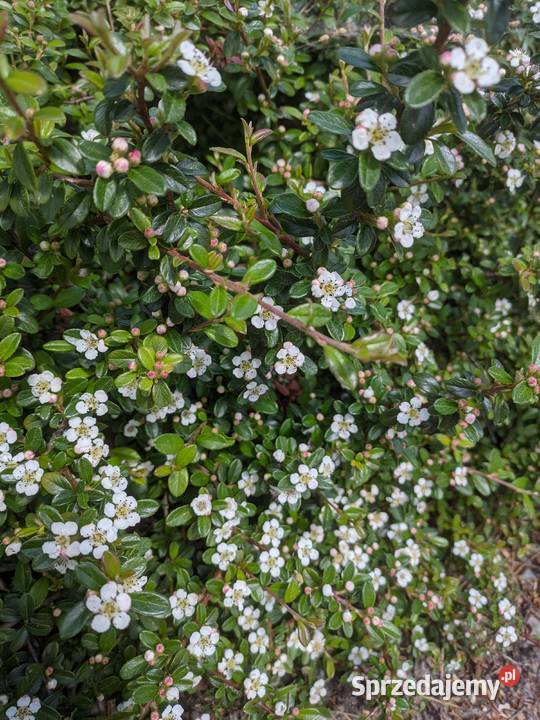 Irga Płożąca zadarniająca sztobry lubelskie Lublin