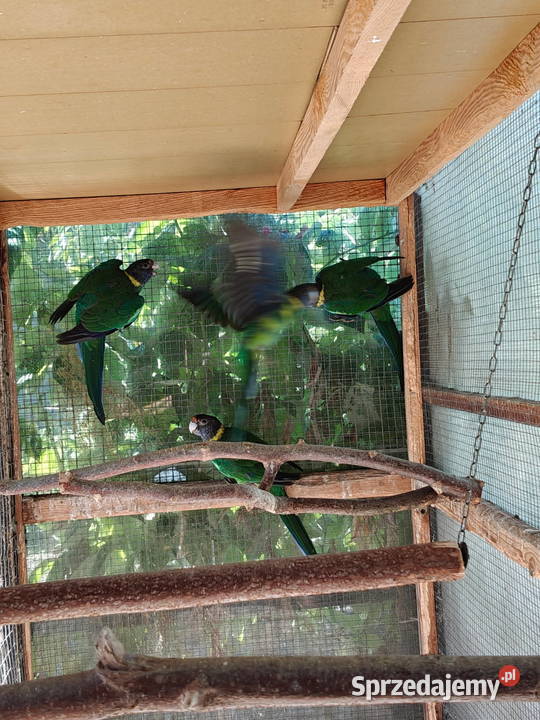 Sprzedam papugi rozella królewska białolica