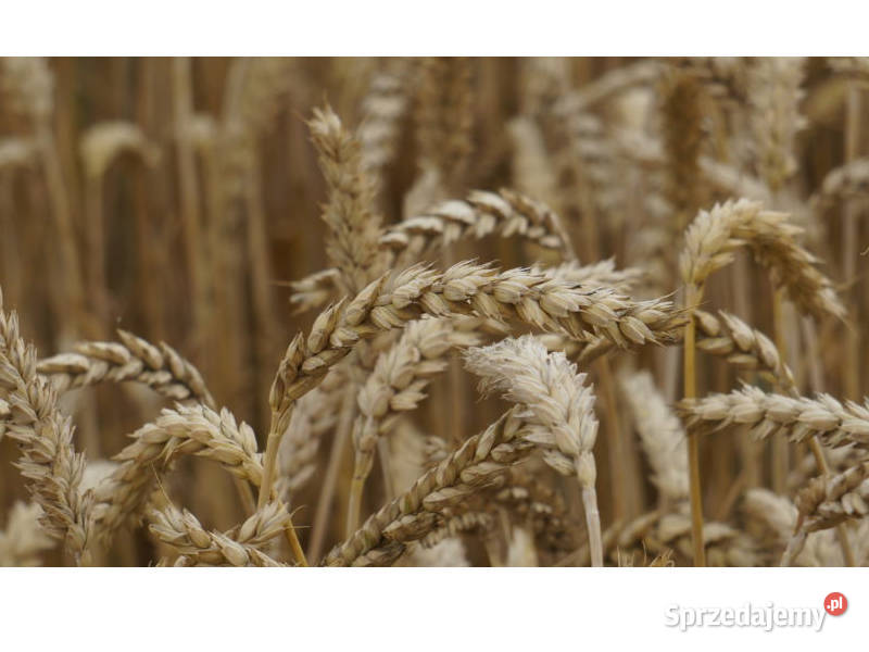 Pszenica ozima Promienna Euforia Człuchów