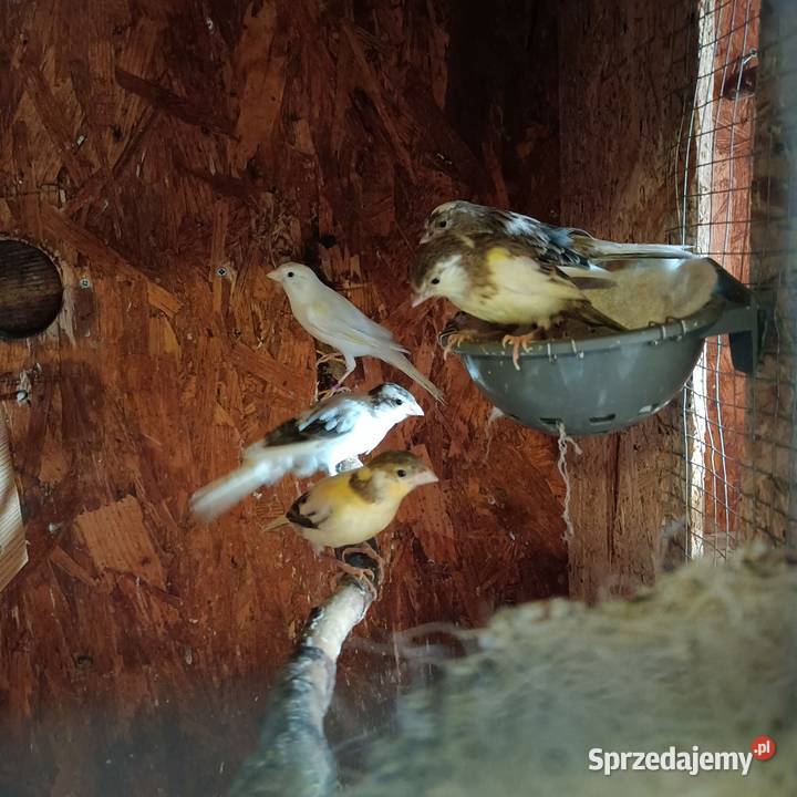 Sprzedam kanarki Pleszew