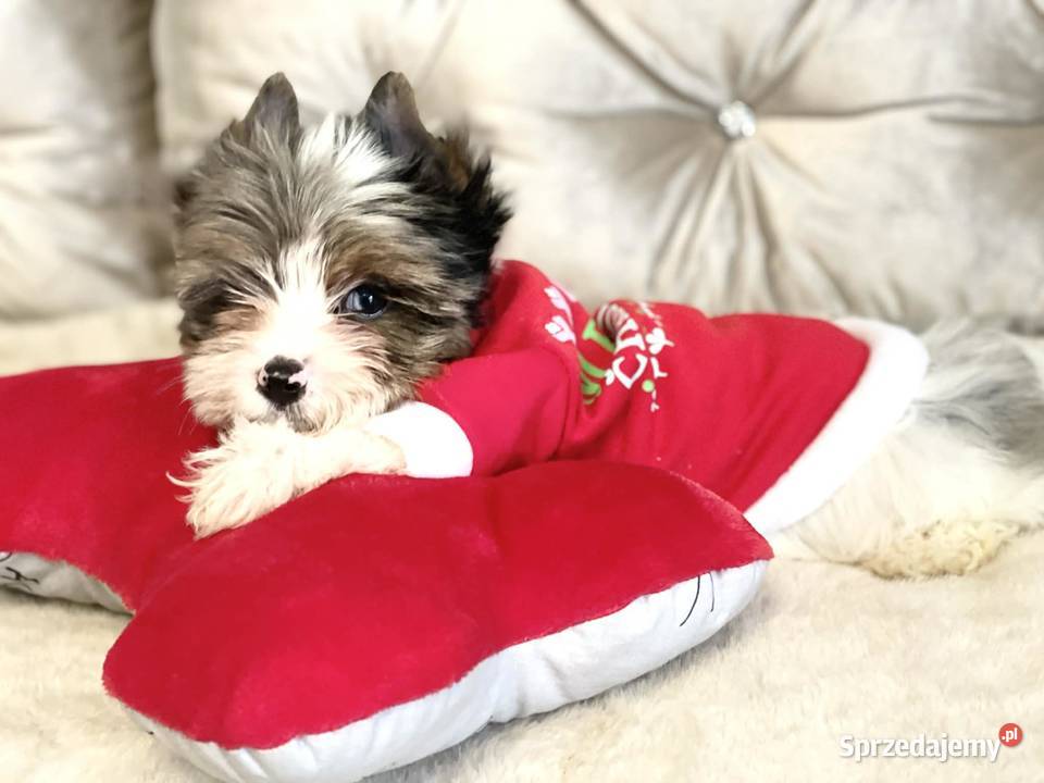 York Mikołaj z Bajki taki do Kochania opolskie