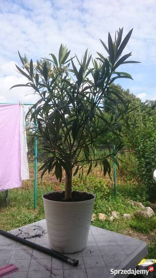 Piękny duży kwitnący oleander Zaborówek