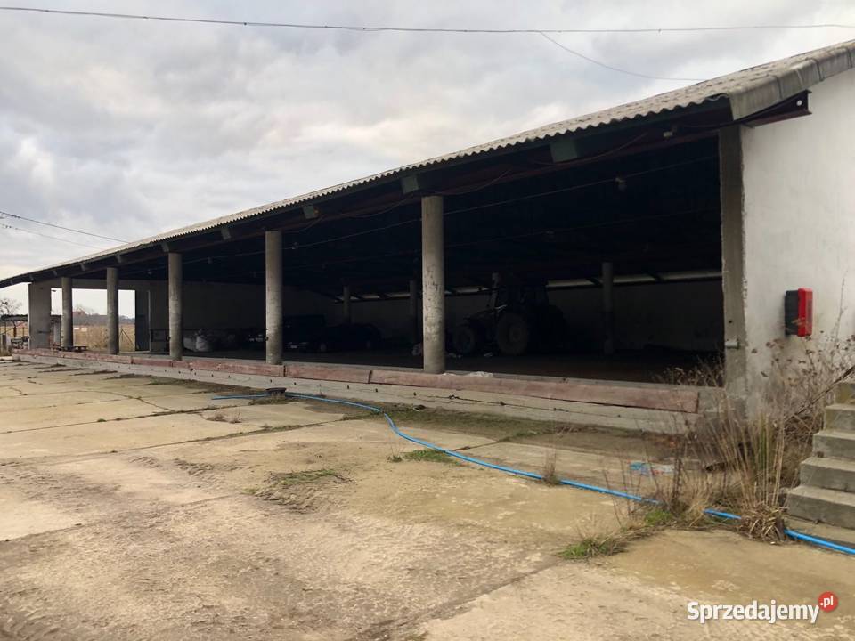 Gospodarstwo rolne bydło mleczne 410djp 1200000m2 Braniewo