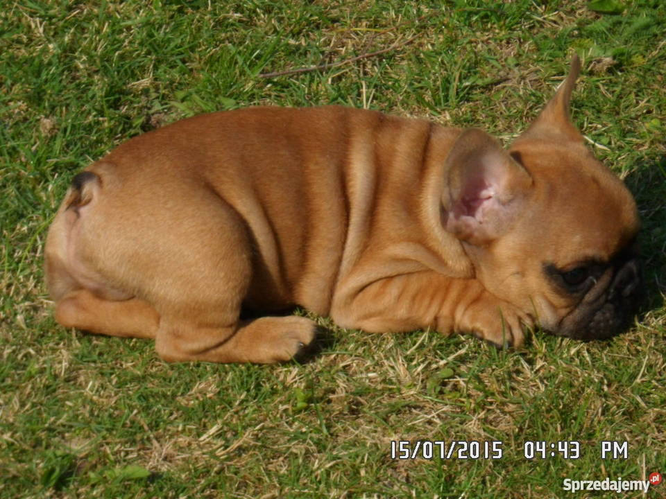 Buldog Francuski rodowód FCI ZKwP Świdnik sprzedam