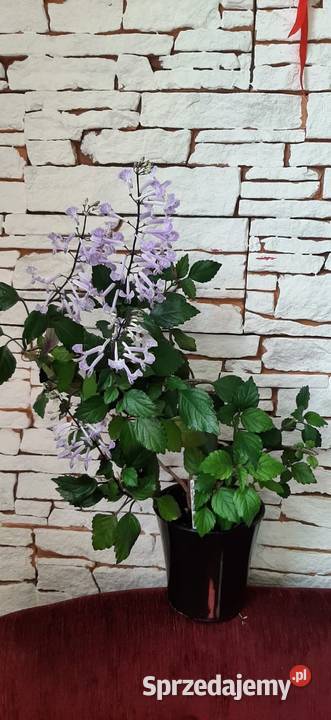 Plectranthus Mona Lavender roślina mazowieckie Warszawa