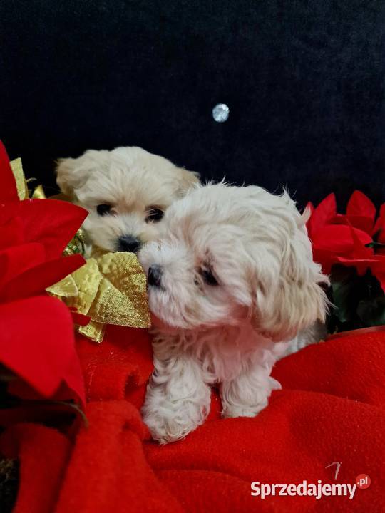 Xxs maltipoo mamusi 2 tatuś FCI wyjątkowe Jasło