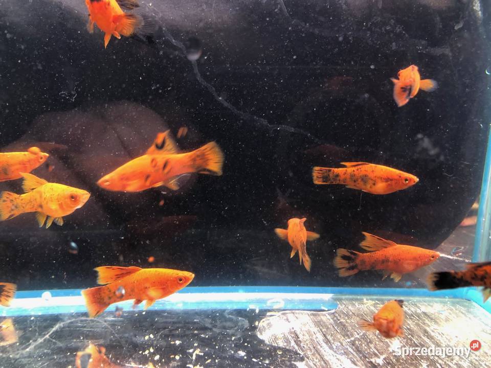 Mieczyk Berlinka nakrapiana Delta łódzkie sprzedam