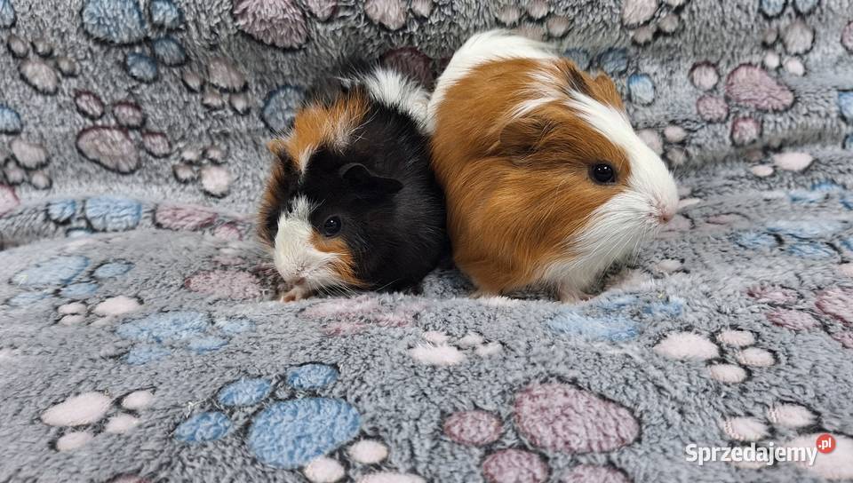 Świnki morskie samiczki cavia domowa Wołomin