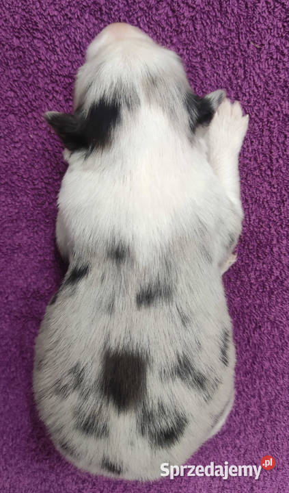 Rasowy pies bluemerle Border Collie z pełną dok Iwonicz