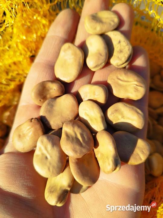 Sprzedam nasiona ziarno bobu Bizon wielkopolskie Kalisz