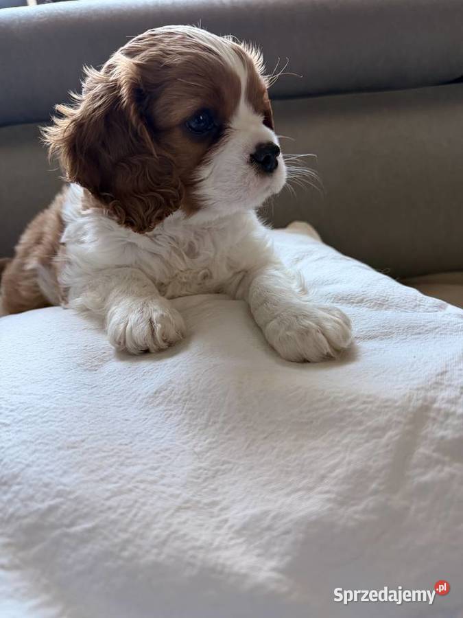 Cavalier King Charles Spaniel Kroczyce